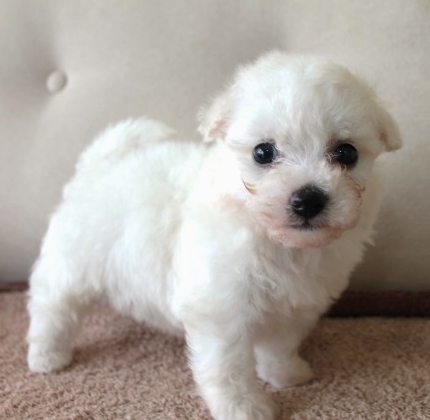 子犬ID：20220505003画像2