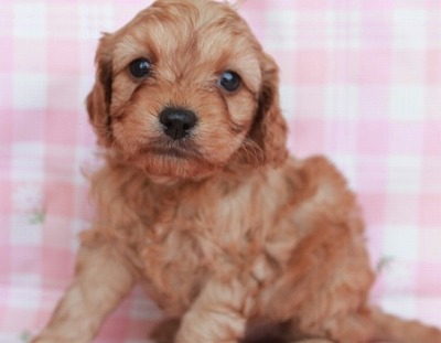 10月05日 茨城県生まれ キャバプー レッド オス 子犬詳細情報 Puppy Sring