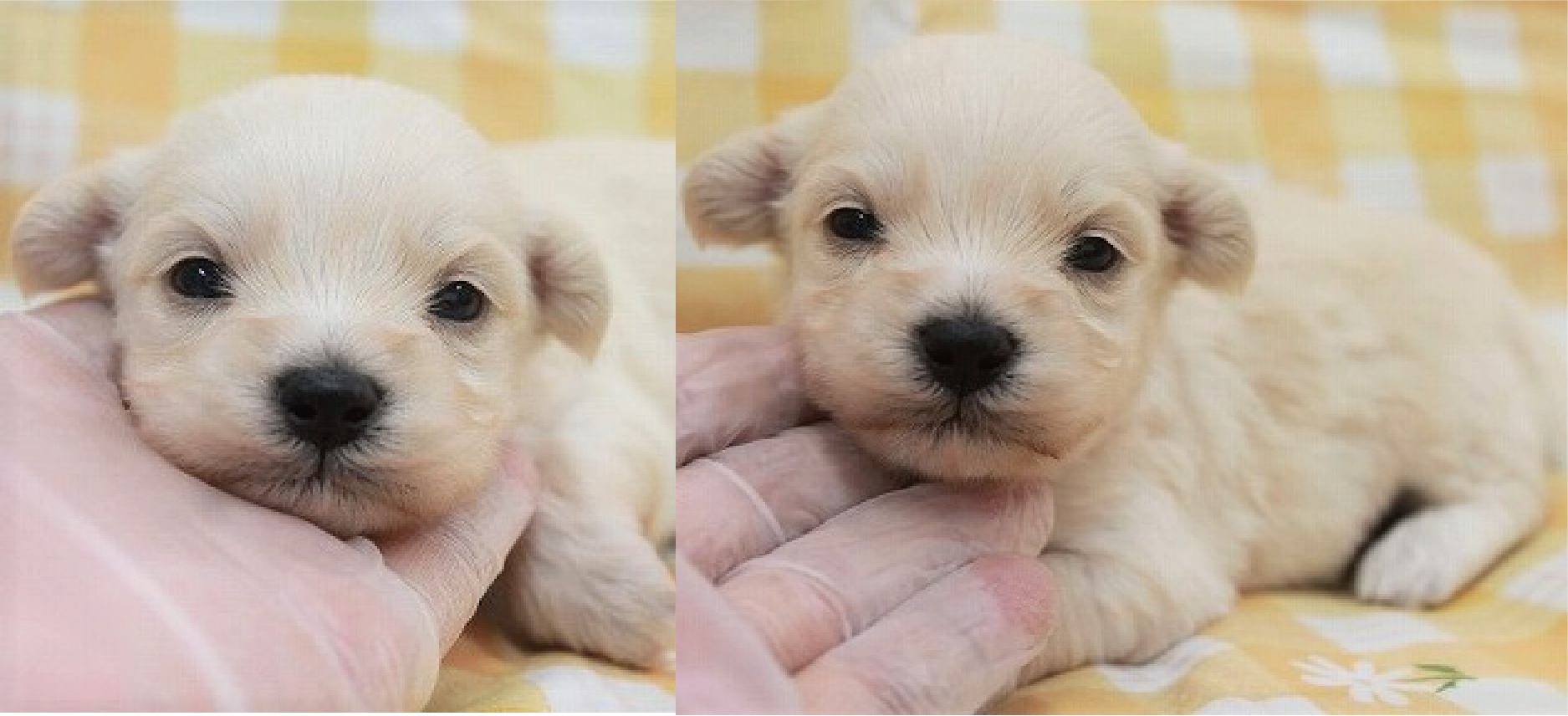 ミックス犬 ハーフ犬 Mix犬 ブリーダーの子犬販売 Puppy Sring