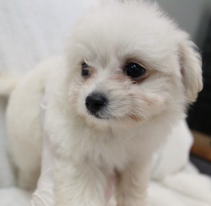 子犬ID：20220330001画像2