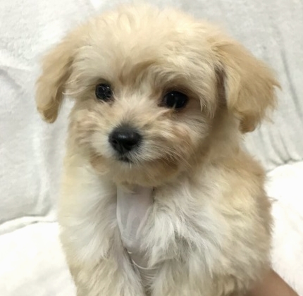 子犬ID：20220330005画像2