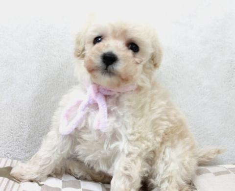 子犬ID：20221117001画像1