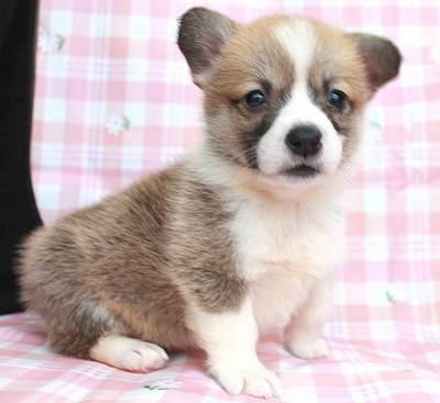 11月13日 茨城県生まれ ウェルシュコーギー レッド ホワイト メス 子犬詳細情報 Puppy Sring