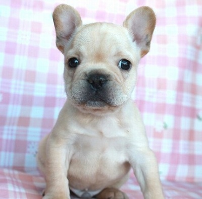 12月日 茨城県生まれ フレンチブルドッグ クリーム オス 子犬詳細情報 Puppy Sring