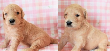 ゴールデンドゥードル ブリーダー 子犬販売 ブリーダー 子犬販売 Puppy Sring