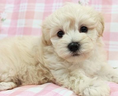 8月17日 茨城県生まれ マルプー クリーム メス 子犬詳細情報 Puppy Sring