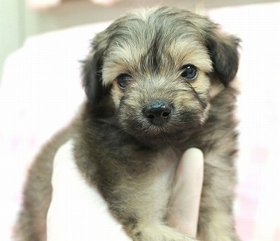 8月17日 茨城県生まれ ポメプー セーブル メス 子犬詳細情報 Puppy Sring