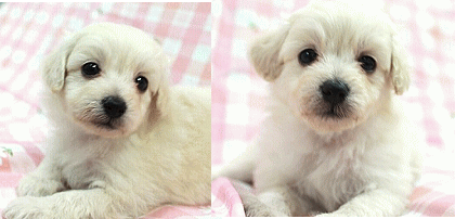 ポメプー ブリーダー 子犬販売 Puppy Sring