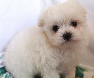 10月06日 茨城県生まれ マルチーズ ペキニーズmix ホワイト メス 子犬詳細情報 Puppy Sring
