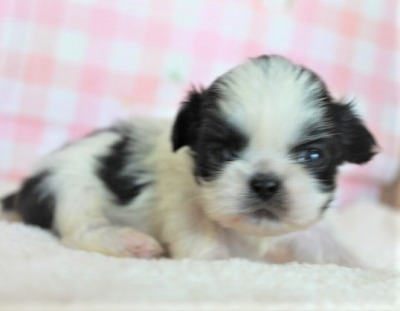 03月29日 茨城県生まれ ペキシーズー ペキニーズ シーズー ブラック ホワイト メス 子犬詳細情報 Puppy Sring