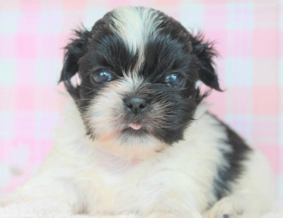 03月29日 茨城県生まれ ペキシーズー ペキニーズ シーズー ブラック ホワイト オス 子犬詳細情報 Puppy Sring