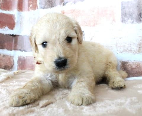 子犬ID：20221009003