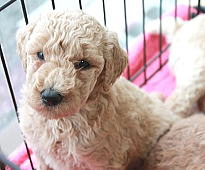 スタンダードプードル ブリーダーの子犬販売 ブリーダー 子犬販売 Puppy Sring
