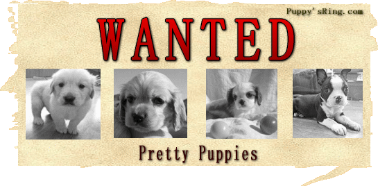 Wanted 子犬お探しサービスフォーム 子犬販売 Puppy Sring