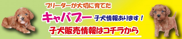 キャバプーブリーダーの子犬販売 ブリーダー 子犬販売 Puppy Sring