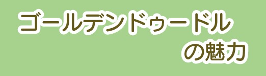 ゴールデンドゥードルの魅力