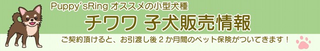 チワワ 子犬販売情報